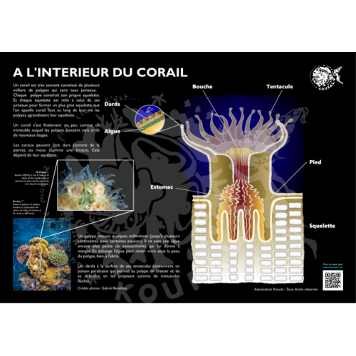 A l'intérieur d'un corail