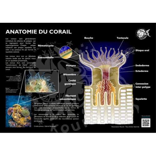Anatomie d'un corail Anatomie d'un corail