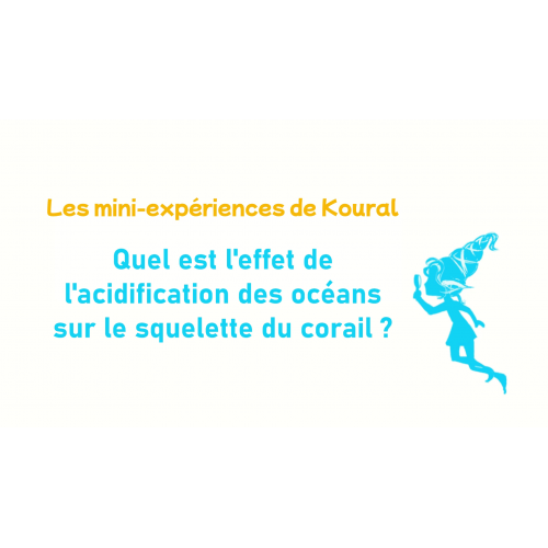 Mini-expérience : impact de l'acidifcation des océans sur le squelette du corail